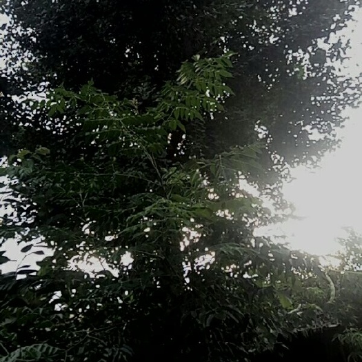 连云港白果树和白果树上结的果子，白果，
