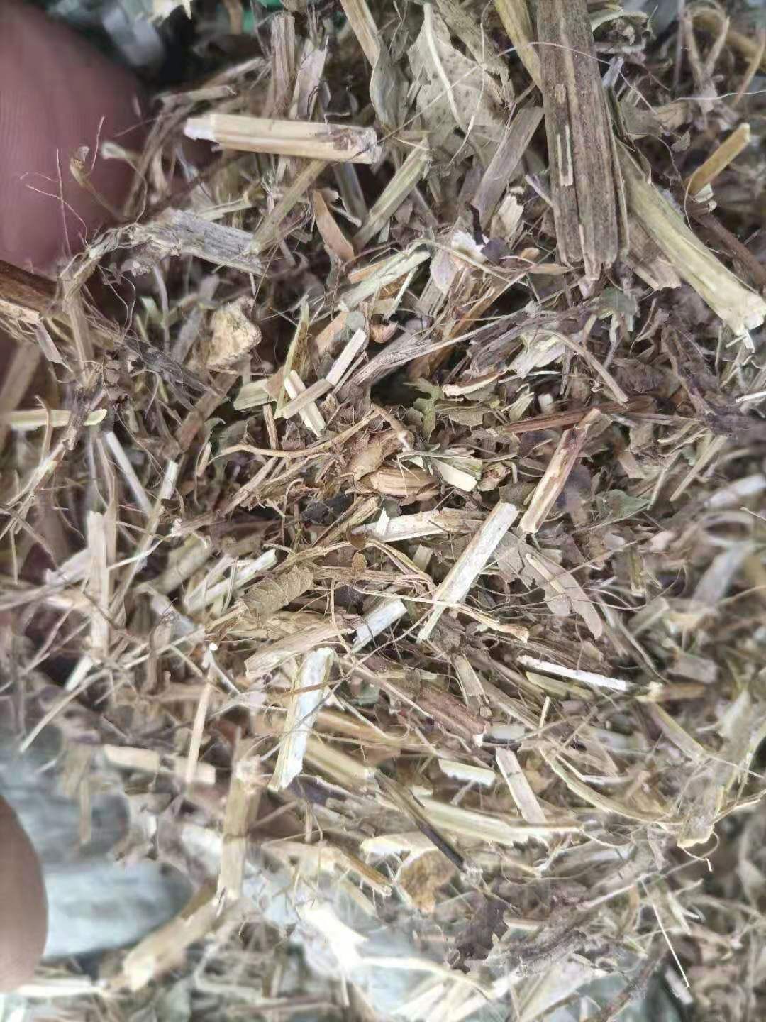 苜蓿草，蛋白16-22，乳品优选，提高产奶量，养殖场