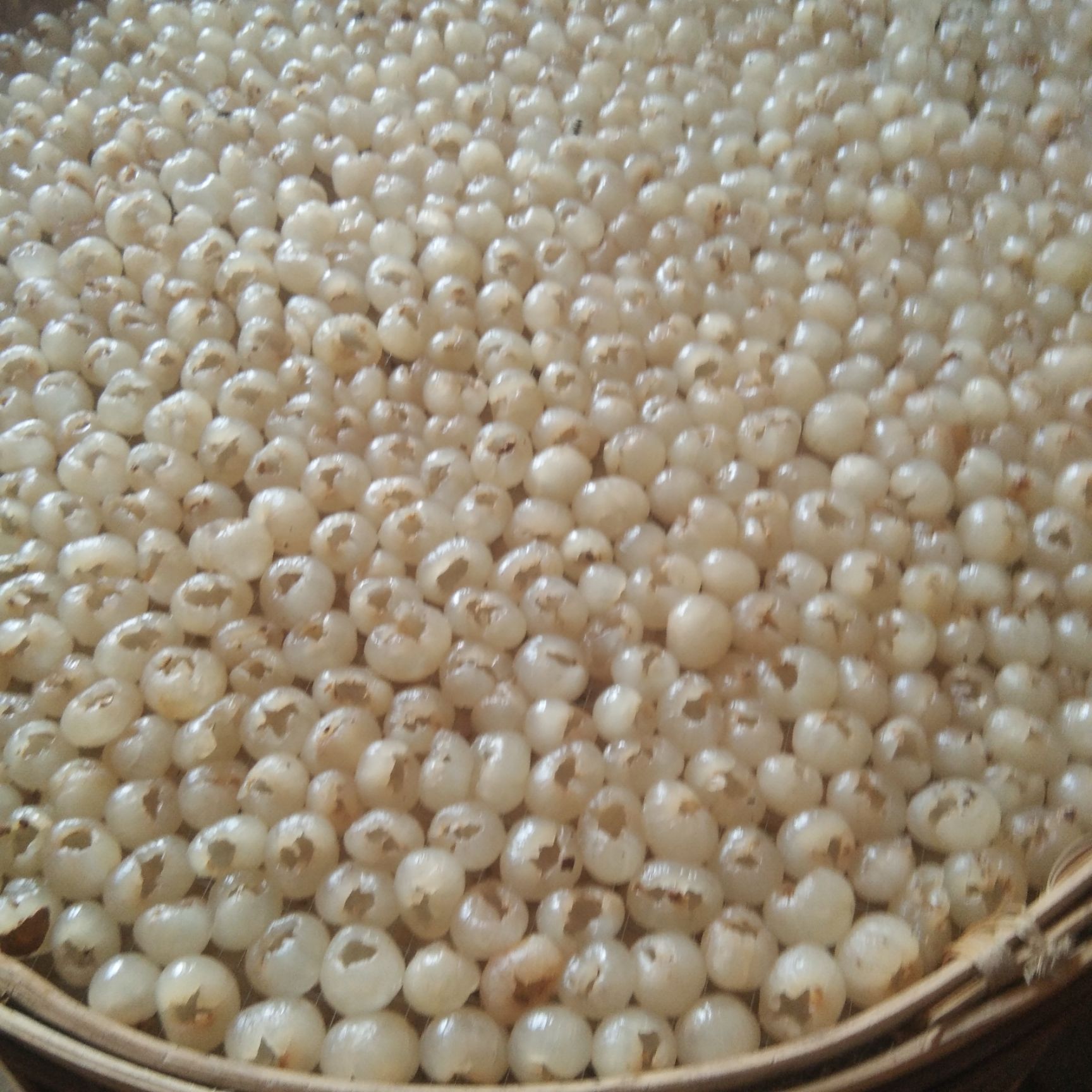 桂圆肉 广西壮族自治区玉林市博白县 桂圆肉 6-12个月 