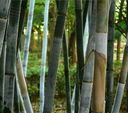 [粉单竹批发] 海南澄迈有大量粉单竹出售价格1000元/亩 - 惠农网