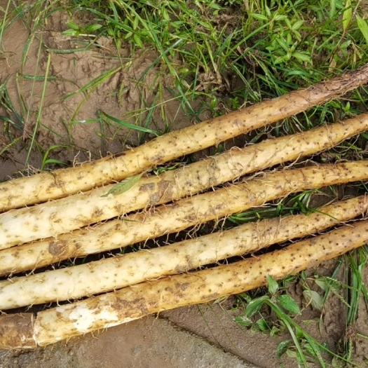 南平 白山药