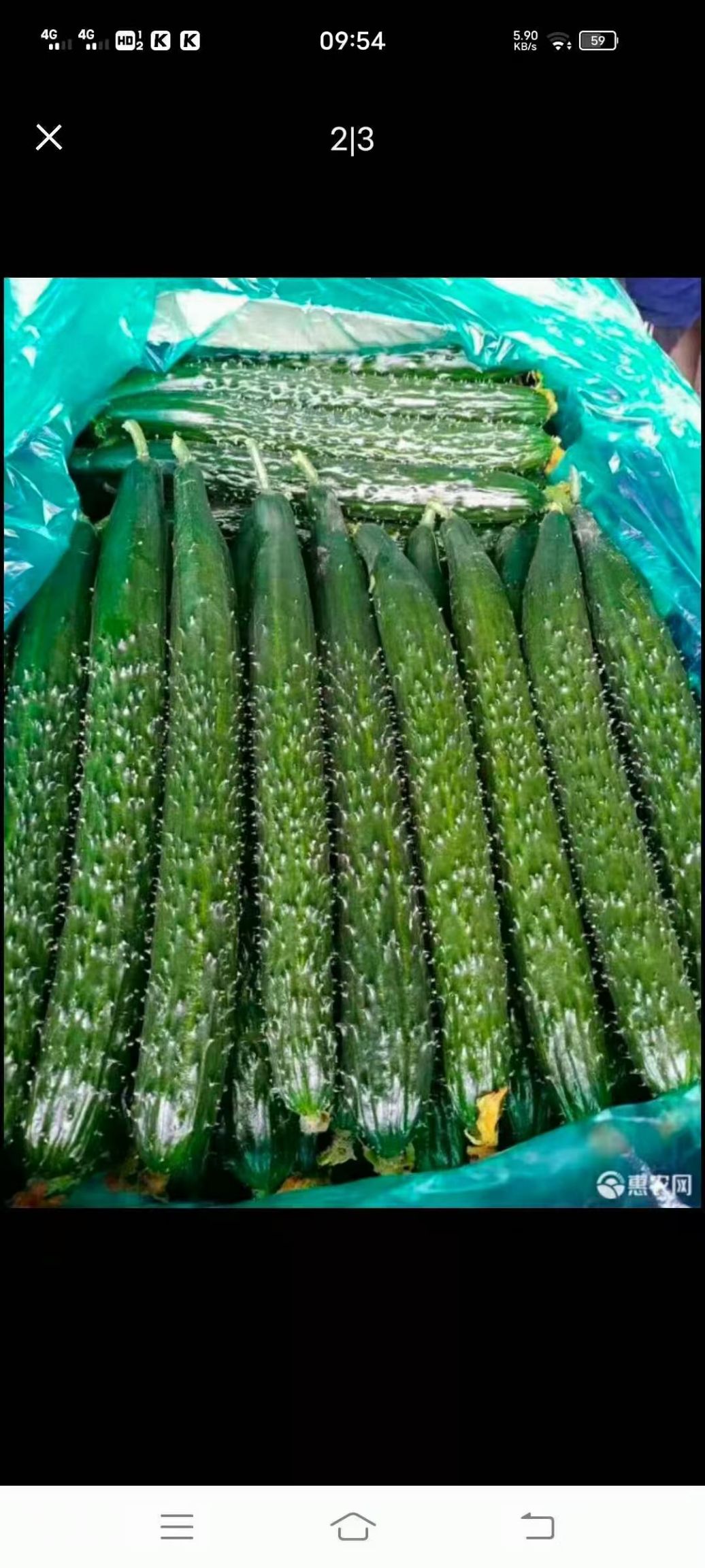 莘县密刺黄瓜 产地品质保证 黄瓜 青瓜 油亮黄瓜超市电商食堂