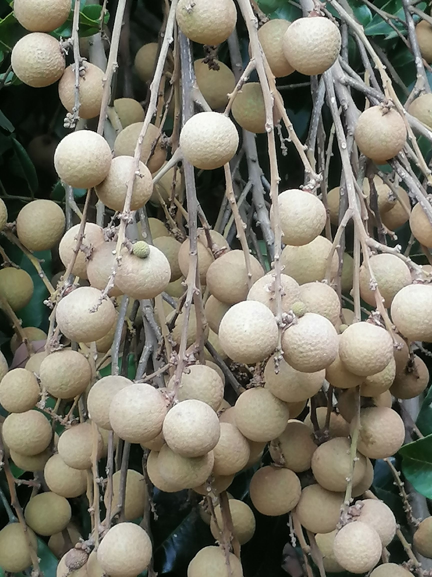 龙眼 广西壮族自治区崇左市扶绥县 