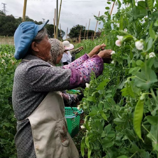  精品荷兰豆