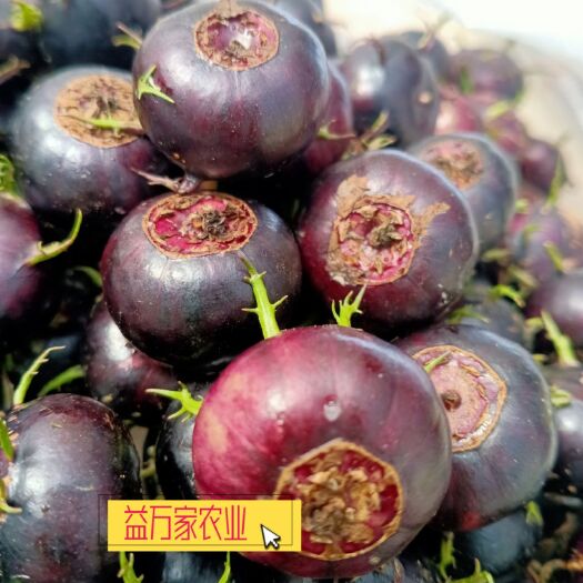 马关县特色水果，金花红参果，基地直供，期待与各位老板合作。
