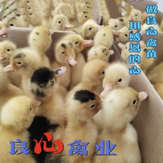 衡阳出售鸭苗活体花边鸭苗肉鸭苗另有快大肉麻鸭苗水鸭苗江南蛋鸭苗