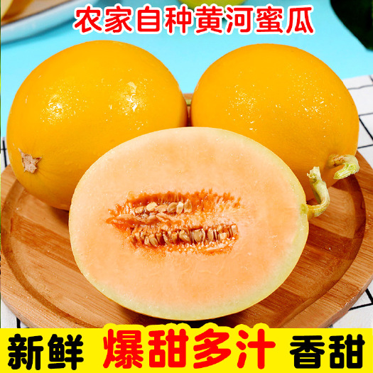 黄河蜜瓜10斤当季新鲜水果现摘黄金网纹瓜哈密瓜蜜瓜整箱包邮甜