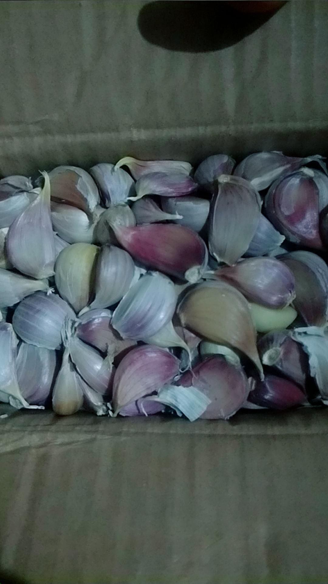 紫皮蒜  大蒜种子瓣早熟品种二水早红根蒜苗种子