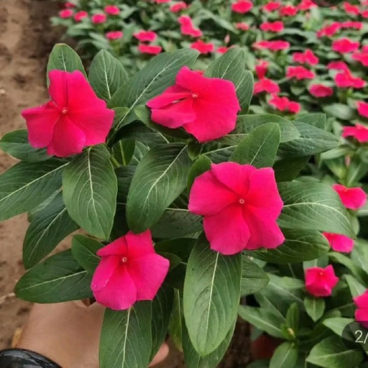 青州市长春花天天开 种植基地直销 绿化观赏草花