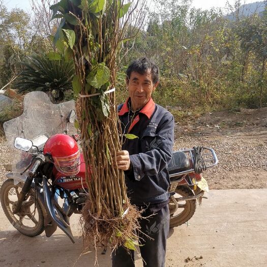苍溪县四川杜仲苗中药材树苗丝棉树剥皮中药材种苗现挖保湿发货包技术