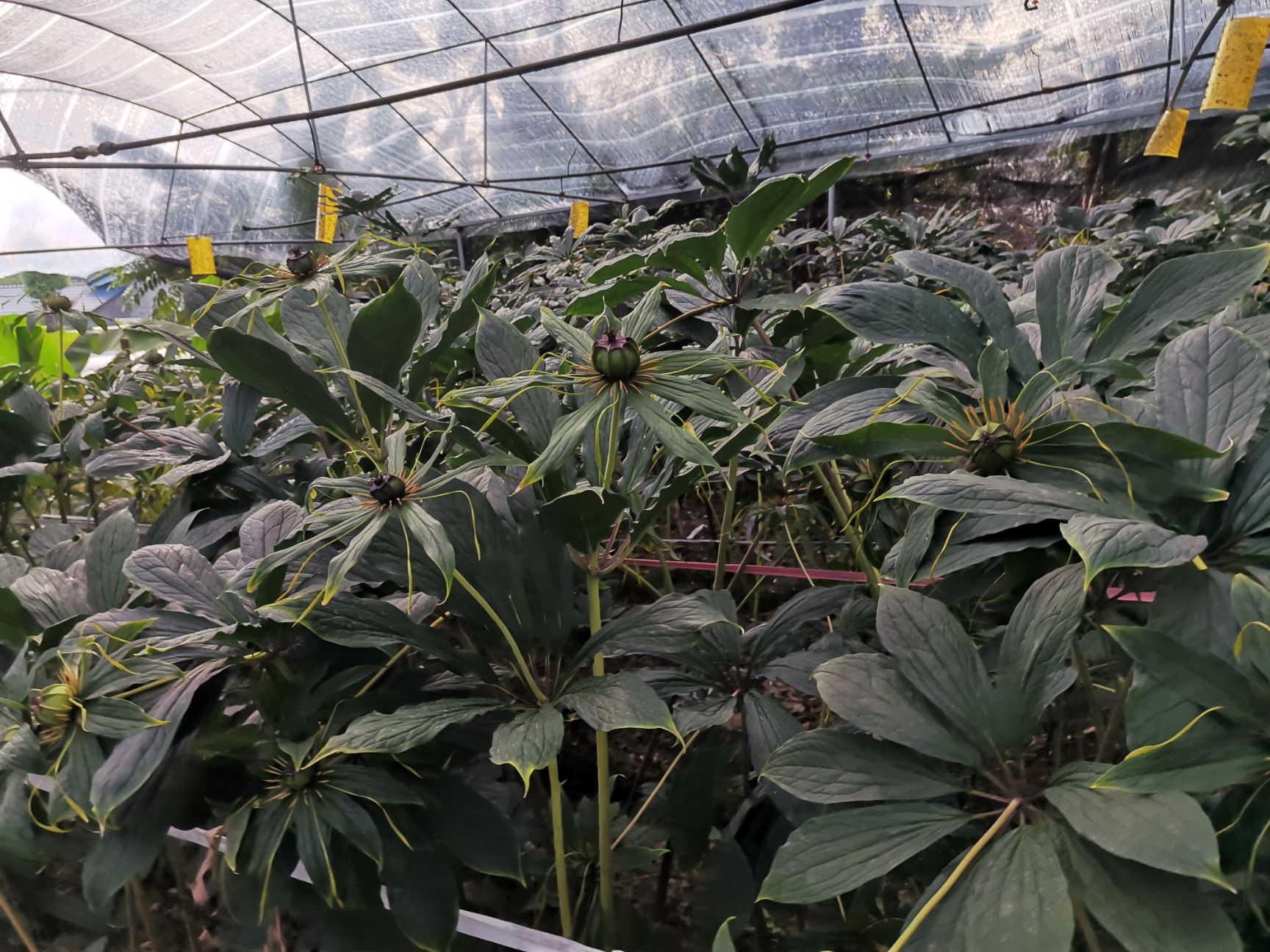 真正滇重楼高杆粉质圆须种子！