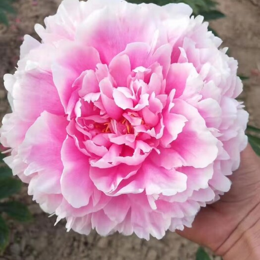 菏泽美丽芍药 观赏芍药开始预订，35天以后开始上市