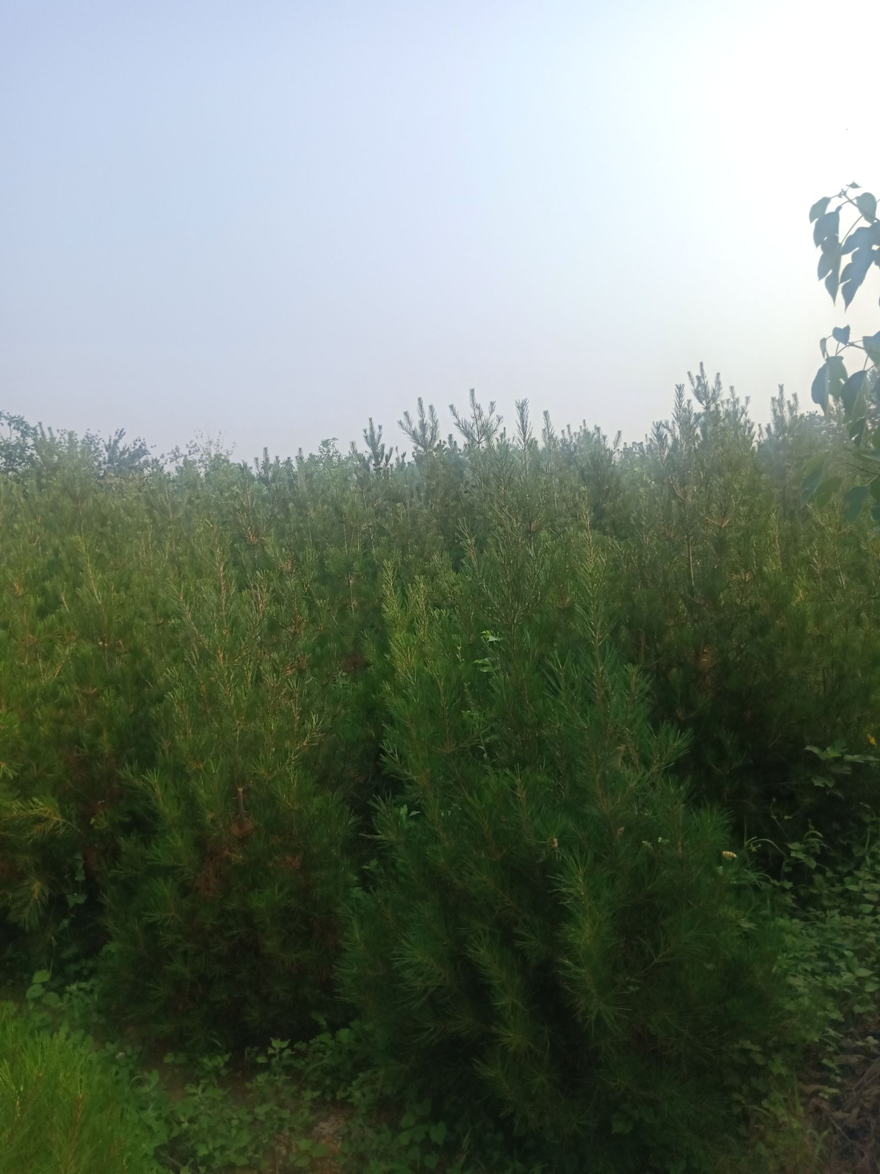 白皮松 2~3米  带土球发
