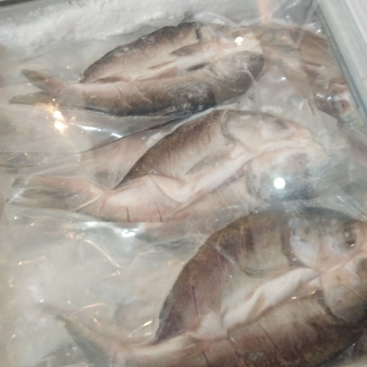 丹江口市白鲢鱼