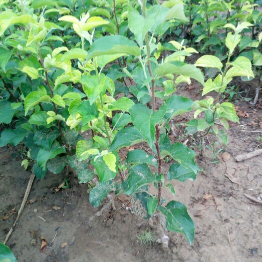 隆化县苹果树苗  苹果树