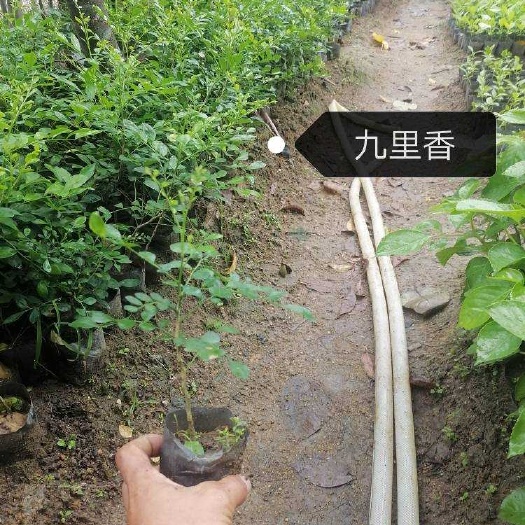 普宁市小叶九里香 九里香