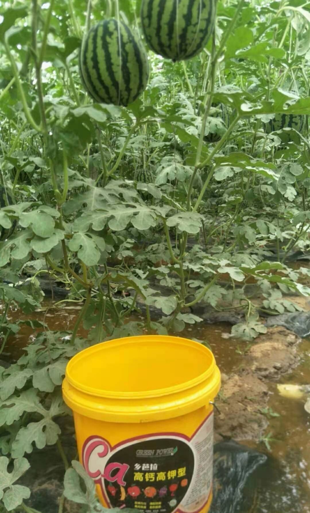 含氨基酸水溶肥料 乡芭拉高钙高钾 膨果靓果 葡萄茄子火龙果