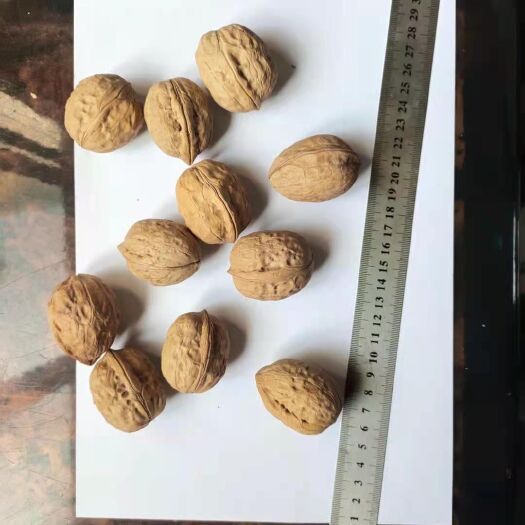 赞皇县薄皮核桃  大杂果34以上，现货秒发价格优惠