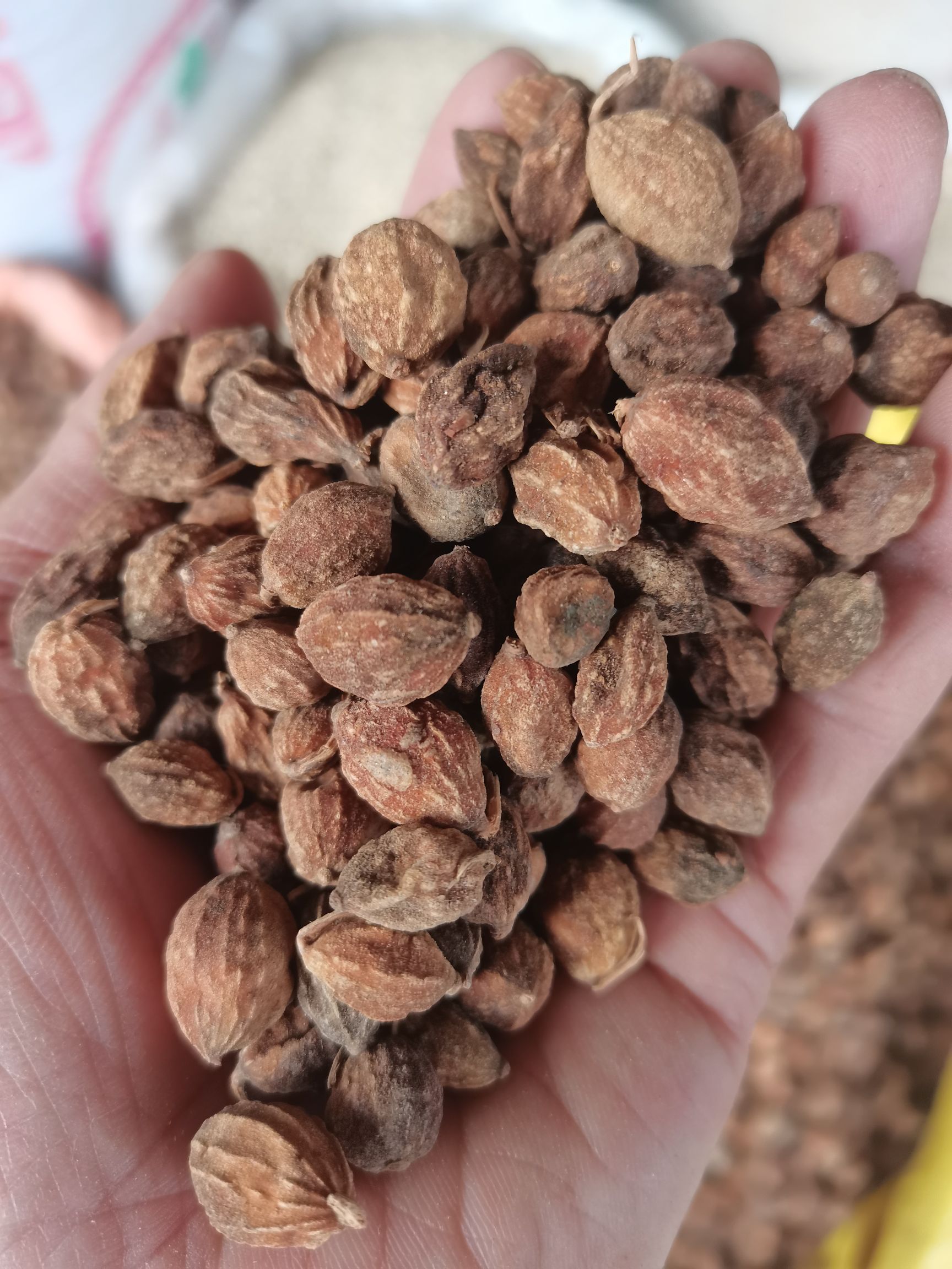 益智仁 益智 海南益智仁 香辛料批发 中药材大全