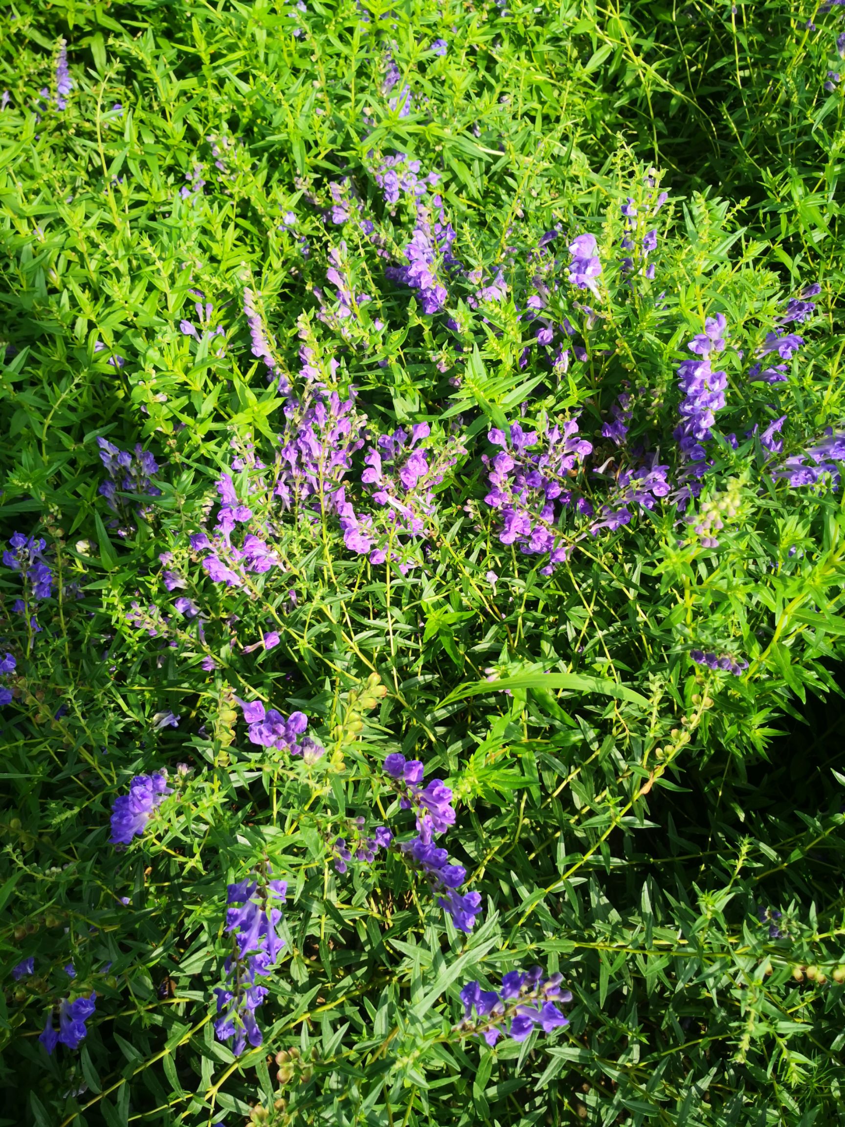 黄芩种子