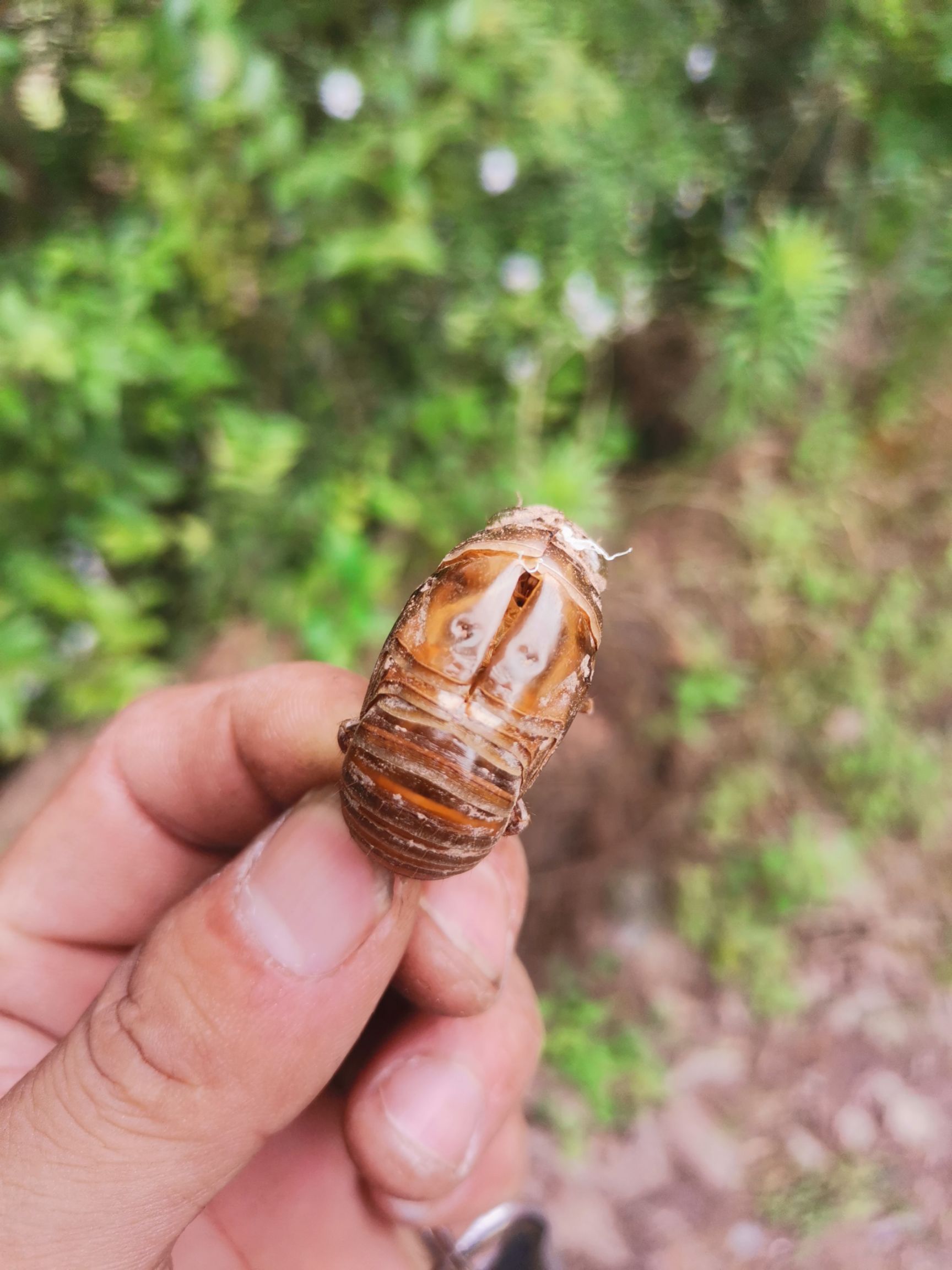 蝉蜕，蝉壳