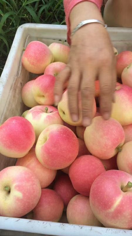 大量供应紧急销售山西运城优质红富士苹果