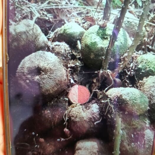 绥宁县大量供应猪苓鲜品