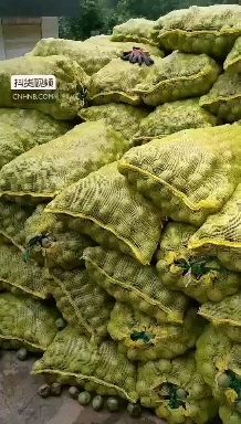 盐源县核桃