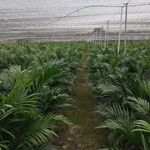  散尾葵高1.3－1.5米，一盆8－10颗
