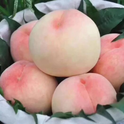 泊头市蜜桃白凤香甜可口泊头