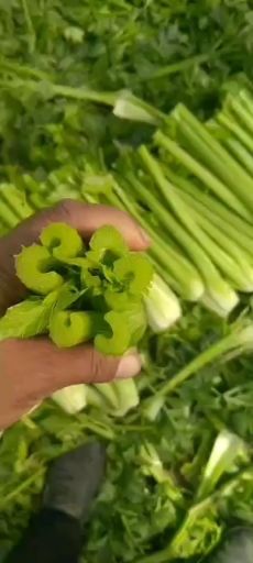 河南省鹿邑县基地西芹，脆甜，无丝，亮度好，大颗，中颗，小颗，