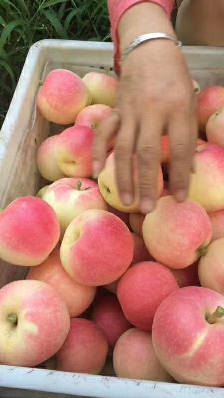万荣县大量供应紧急销售山西运城优质红富士苹果