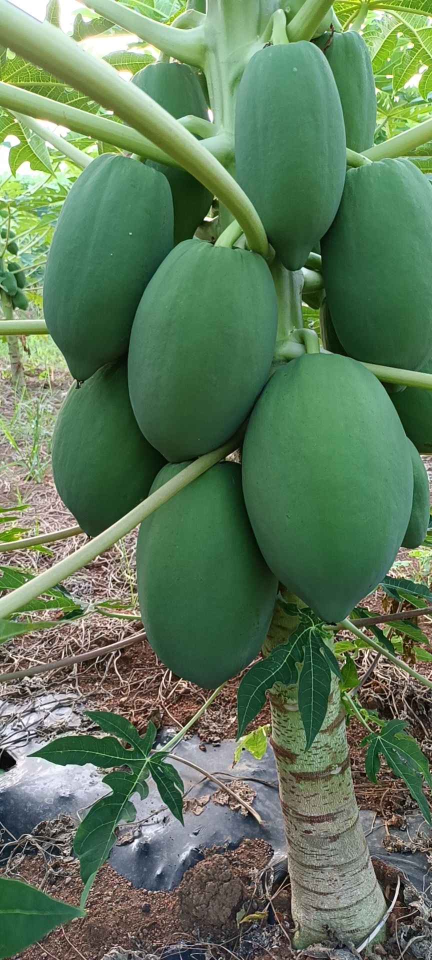 [青木瓜生瓜批发]青木瓜生瓜 青木瓜,生的,菜木瓜,凉拌用,加工厂价格0
