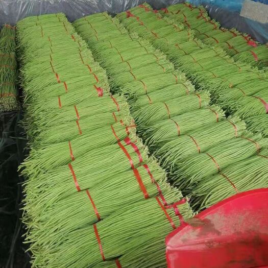 兰陵县长豇豆  万亩精品长豆角，豇豆，大量上市。