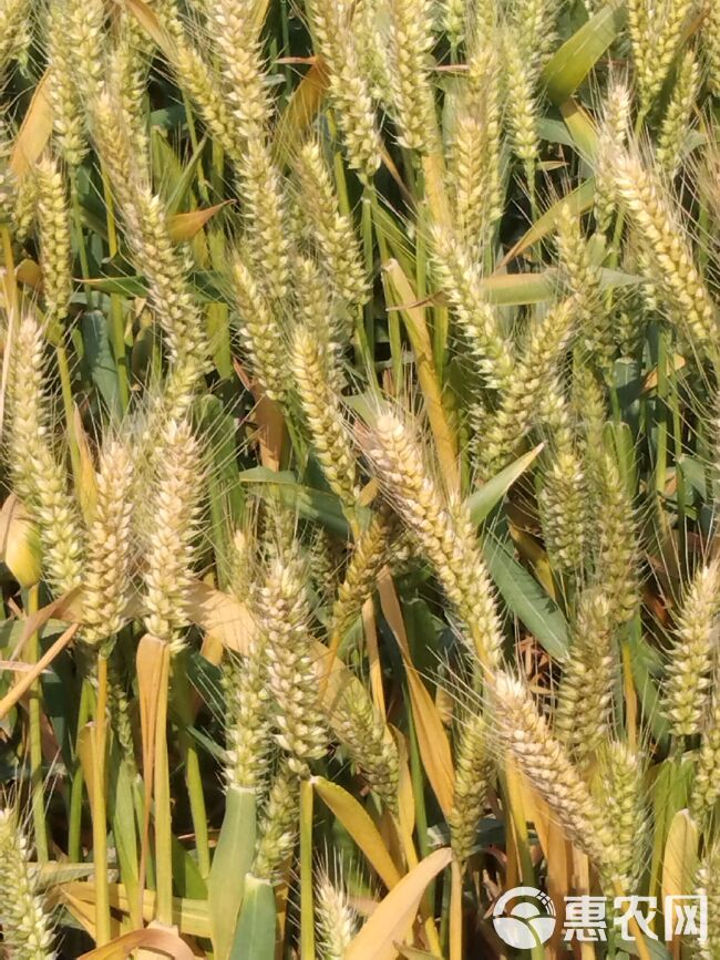 武农988，优质小麦种子，穗大粒多108粒左右。现在大量到货