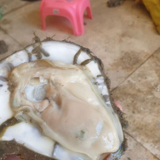 汕头牡蛎 广东生蚝脆蚝烧烤摊大排档蚝粥饭酒店适用大规格批发