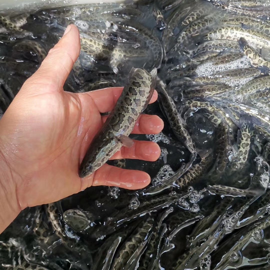 乌鳢苗 安徽蚌埠黑鱼苗优质杂交黑鱼苗基地直供