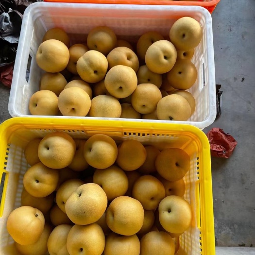 冠县丰水梨  大量供应梨产地直发水果，电商，超市一件代发