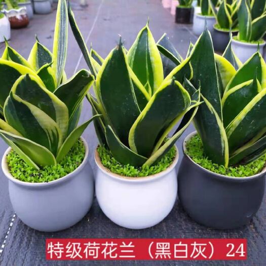 广州龙舌兰 荷花兰小森林混装