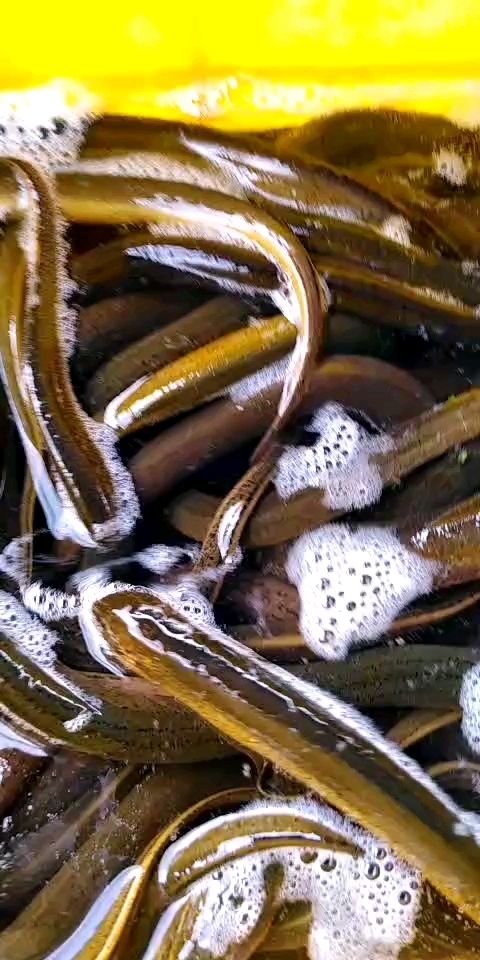 苏北精品黄鳝