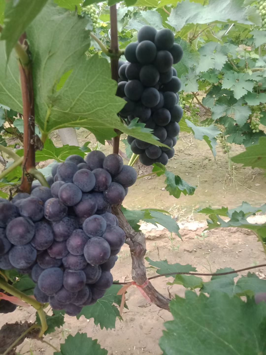 京亚葡萄 莆萄基地京亚大量上市中