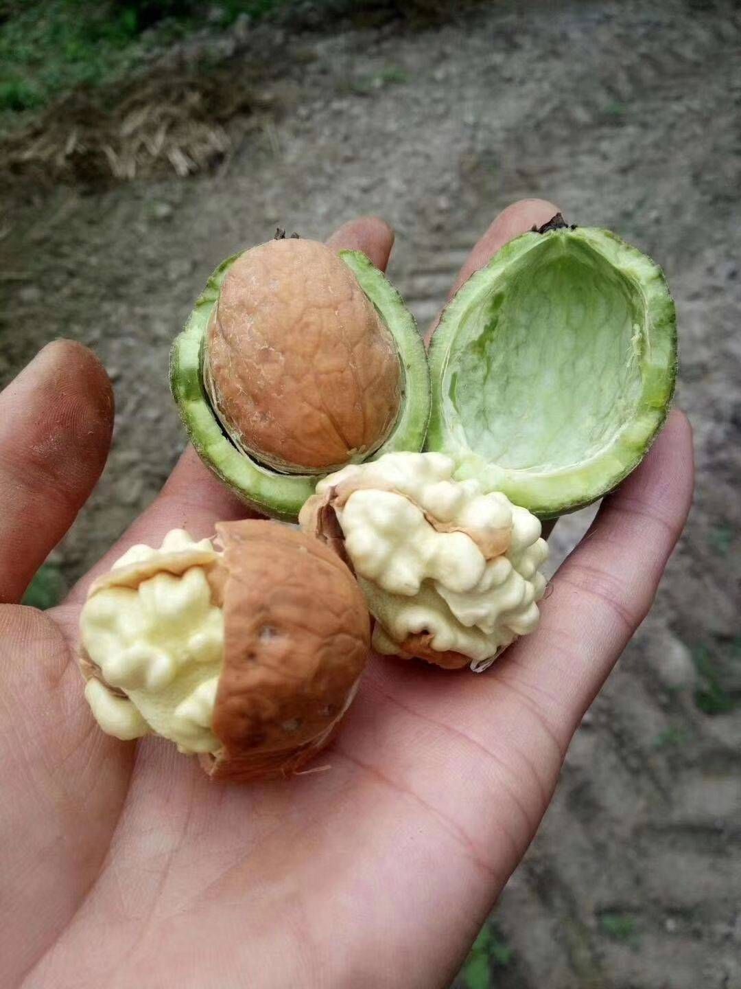 青皮核桃 鲜核桃