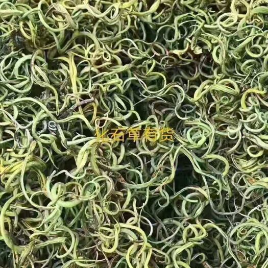 玉龙县云南省丽江市 小叶化石草  产地直发 一手货源