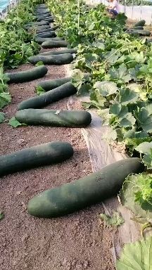 兰陵县黑皮冬瓜  东瓜