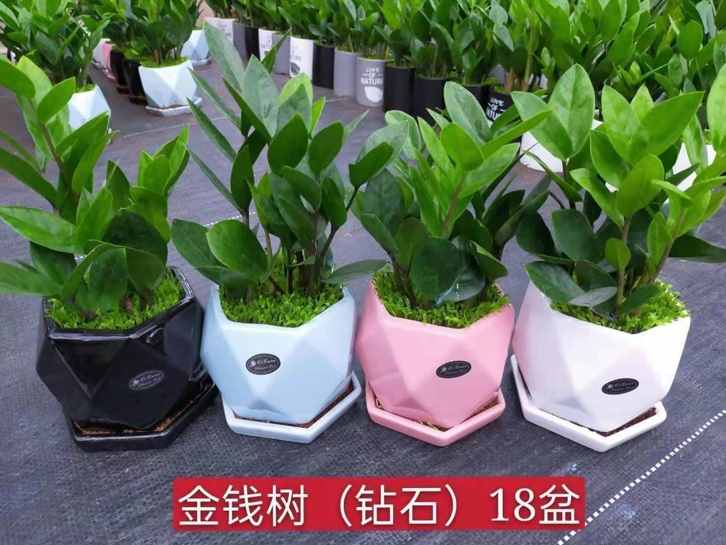 金钱树盆栽 金钱树小森林混装