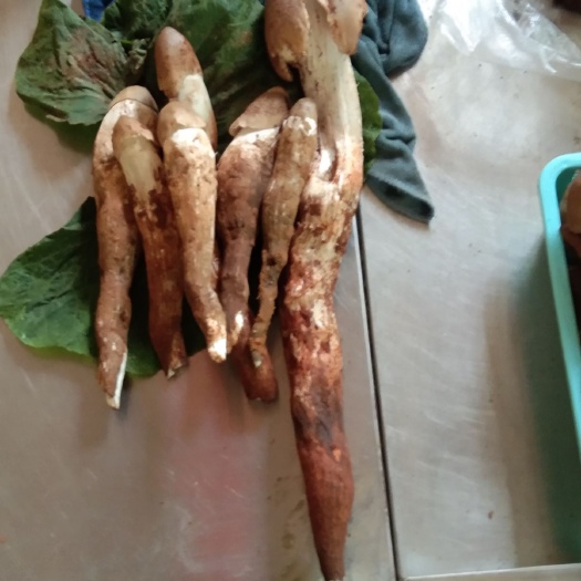 大姚县鸡枞菌 鲜鸡枞菌