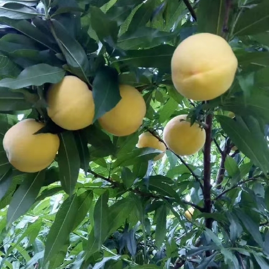 桂东县锦绣黄桃 湖南桂东高山黄桃