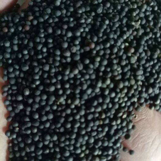 油菜籽  高含油41油菜籽，出净油36斤左右