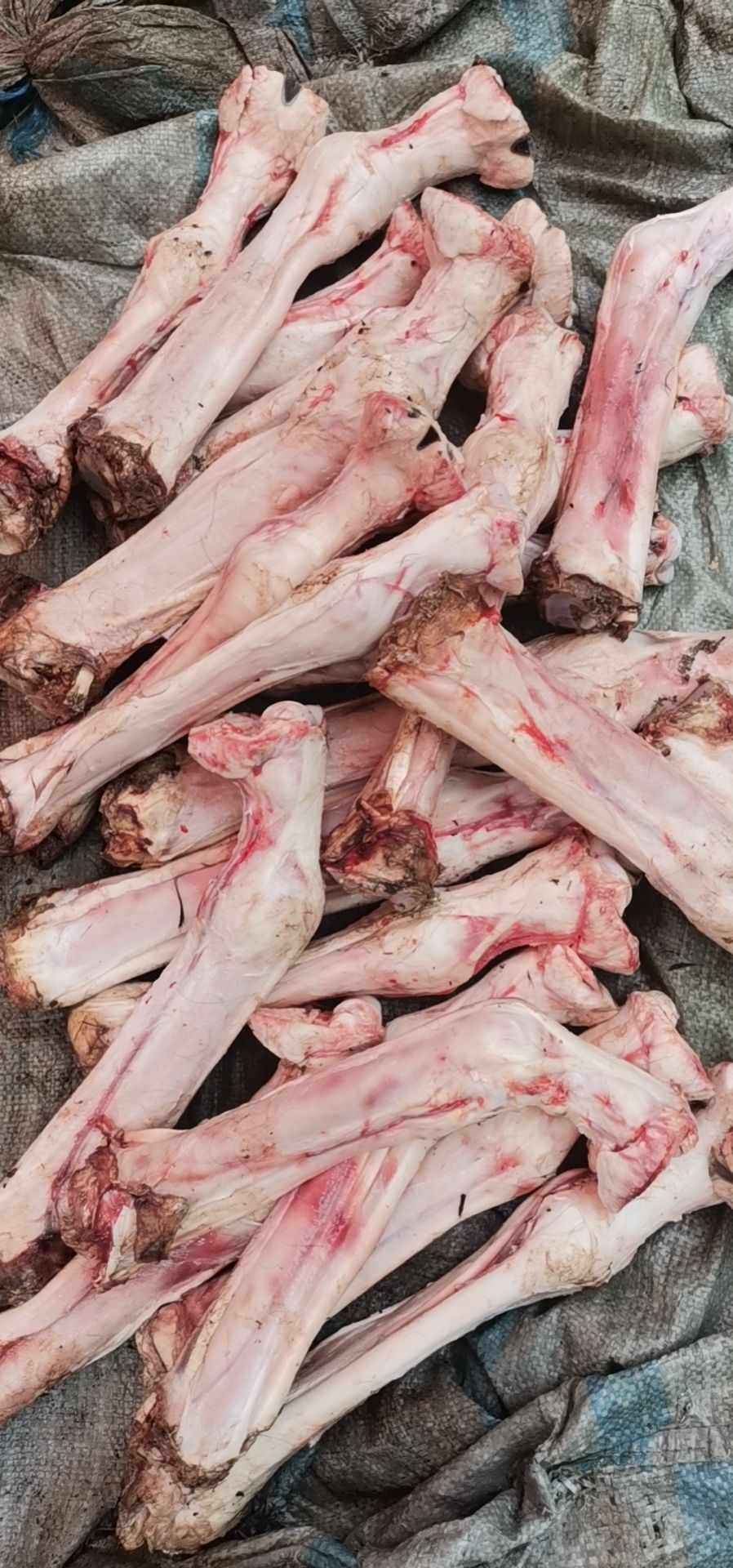 驴腿 蹄筋，干净去毛，大量现货