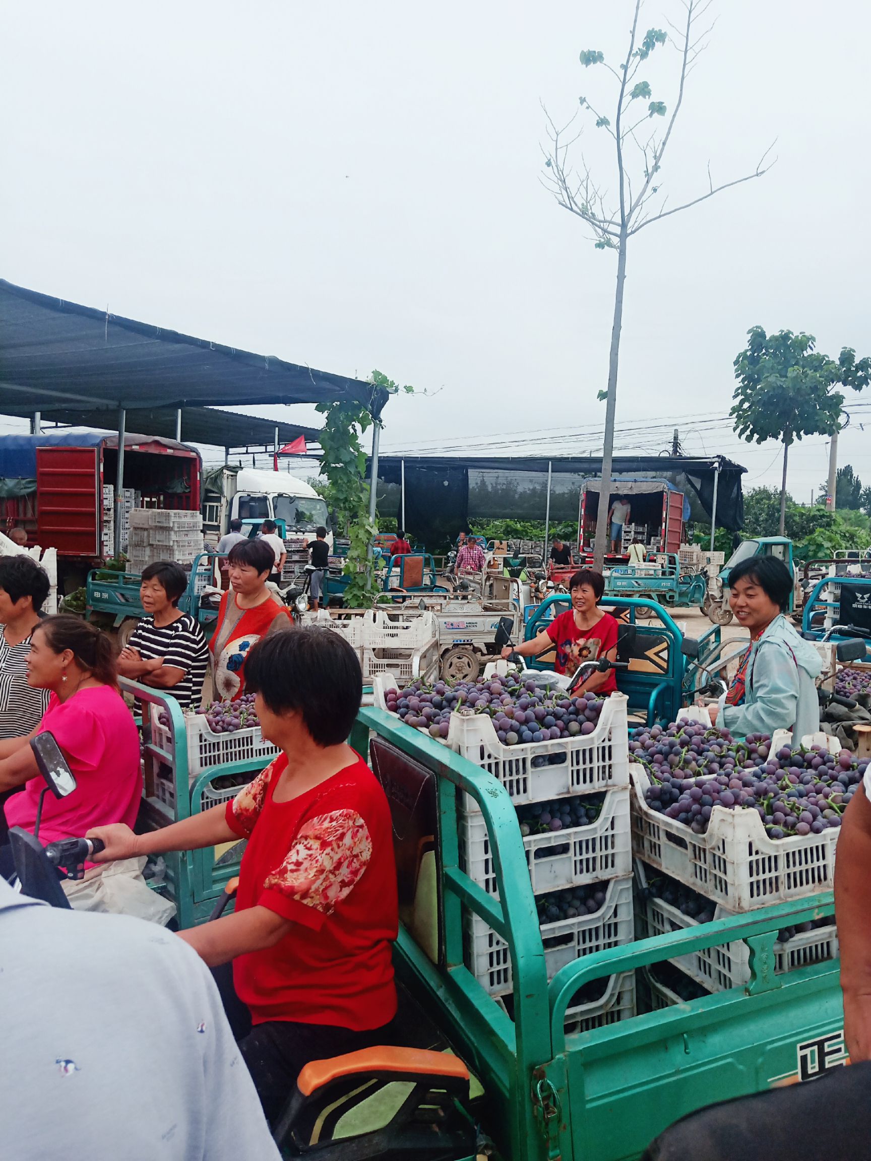 巨峰葡萄《山东鲁西冠县唐寺村基地**》